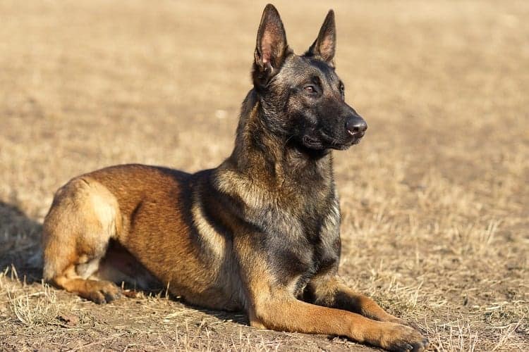 11 Most Healthy Dog Breeds - Pals That Live Long