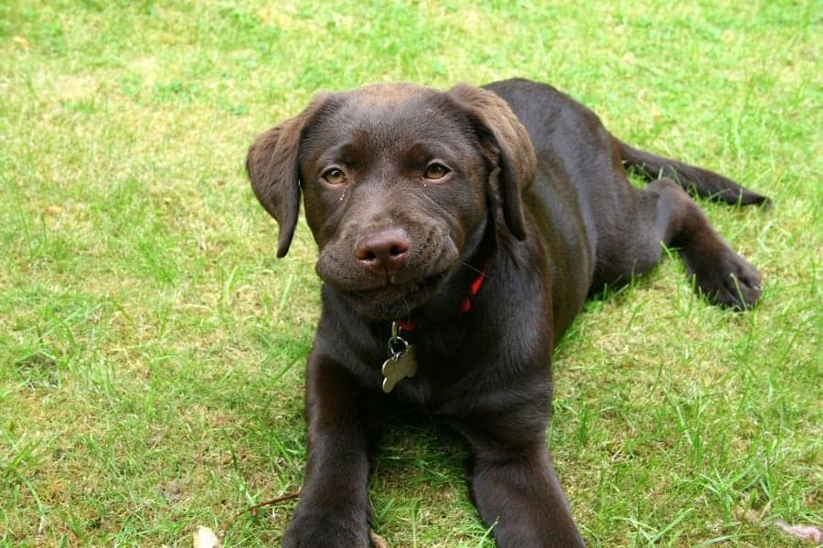 Dog Constipation: How To Treat It