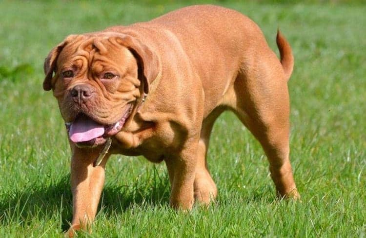 French Mastiff