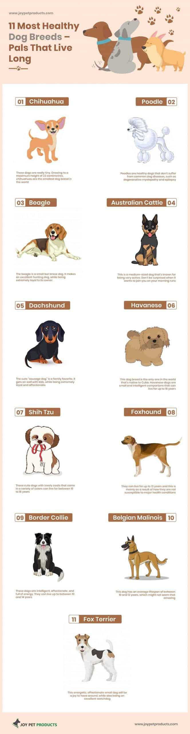 which are the healthiest dog breeds