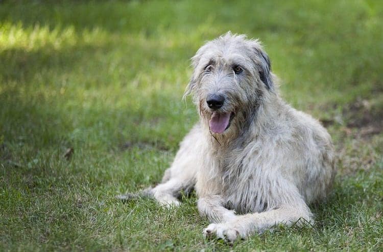 Irish Wolfhound