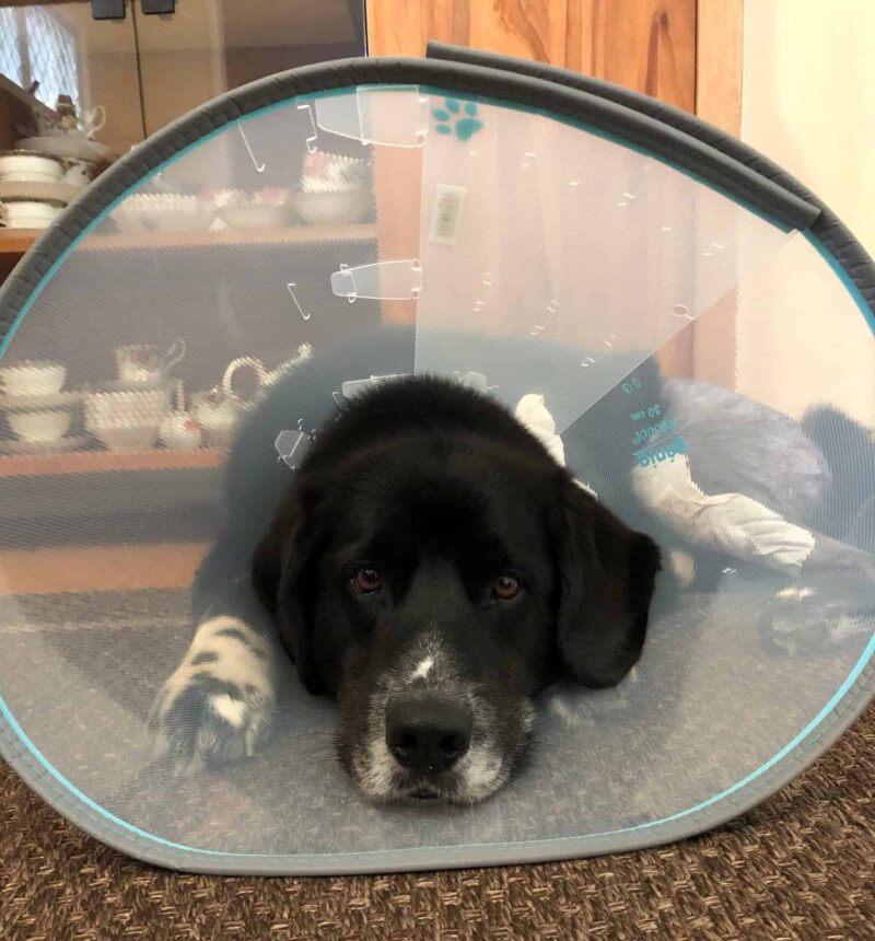 puppy won't drink water after surgery