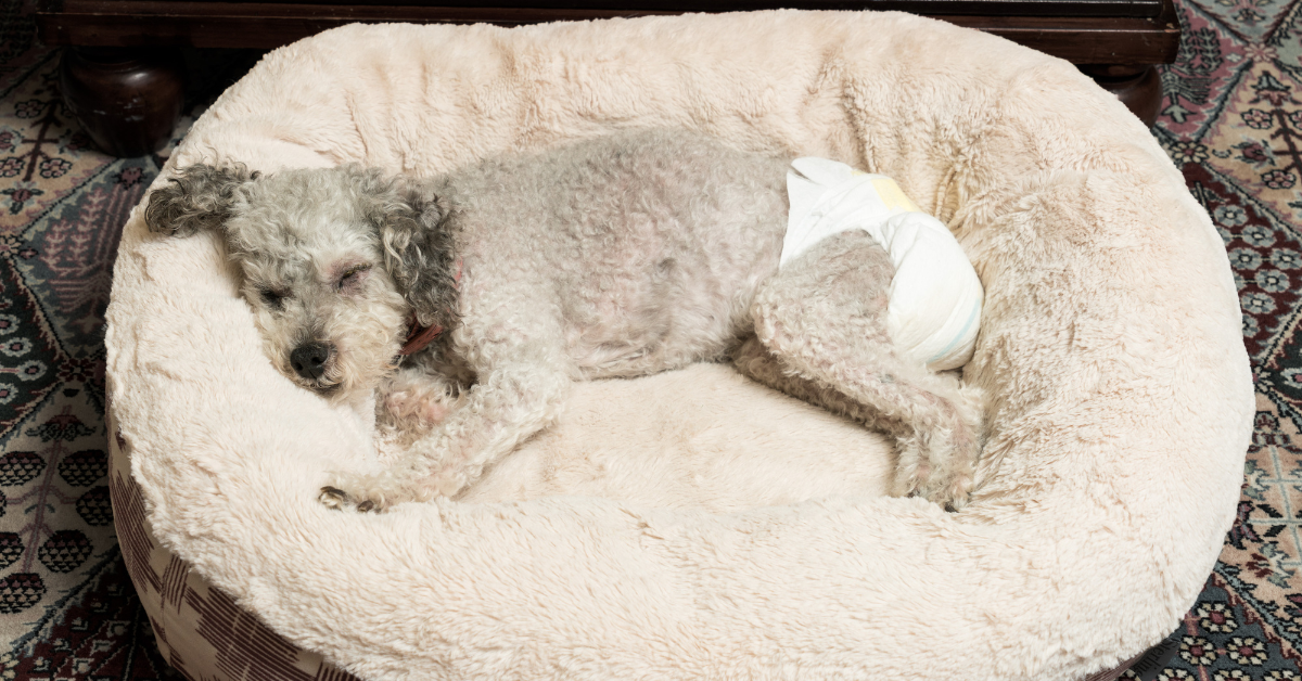What To Consider When Buying Diapers