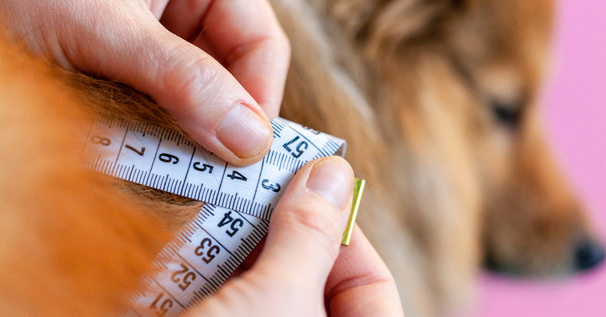 Your Dog’s Measurements