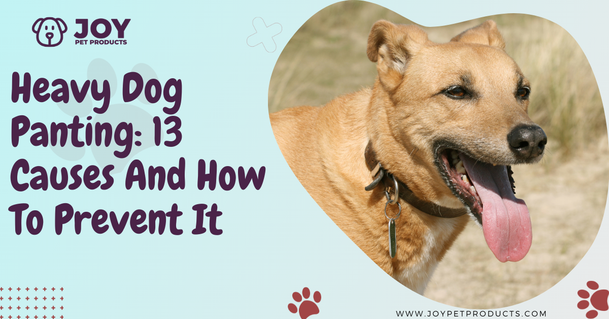 Heavy Dog Panting 13 Causes And How To Prevent It