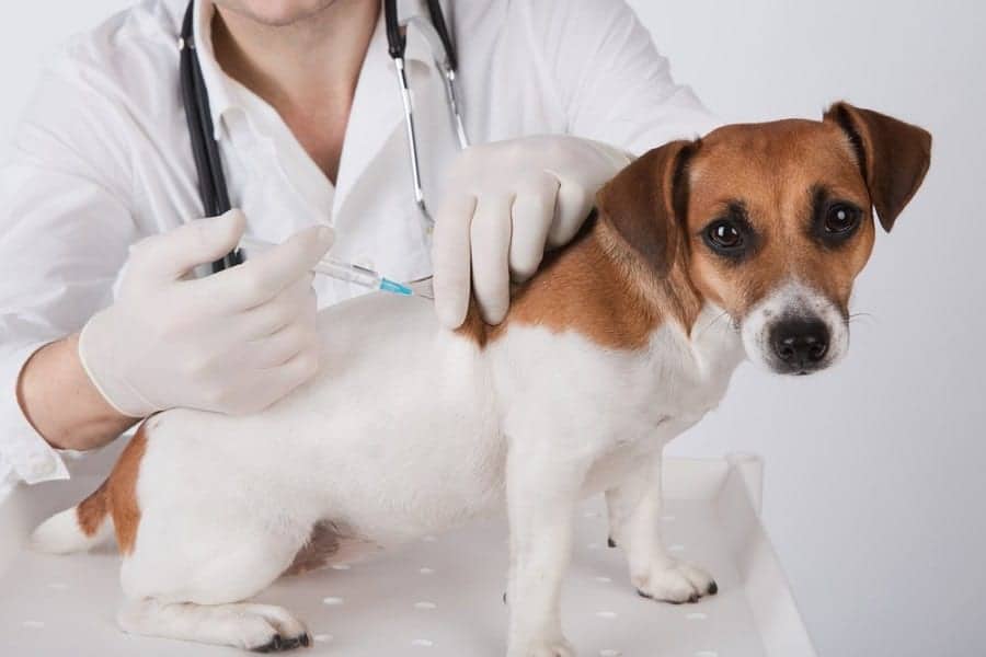 Over Vaccinating Dogs: Is It Possible?