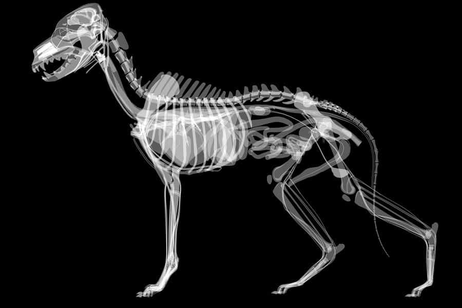 how much does it cost for an xray on a dog
