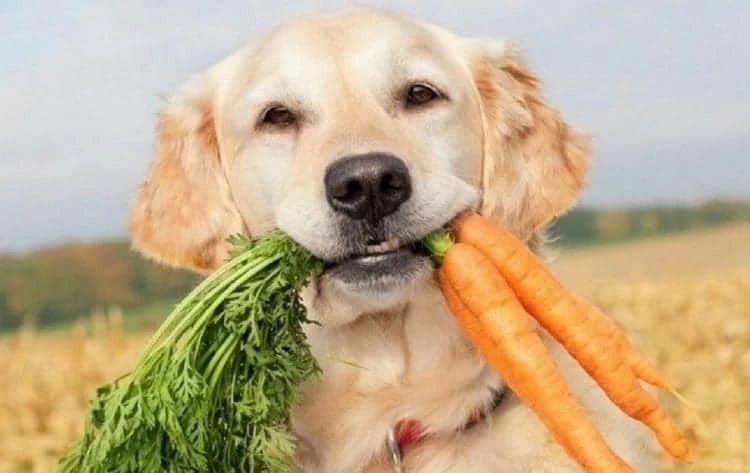 How You Can Prevent Mange