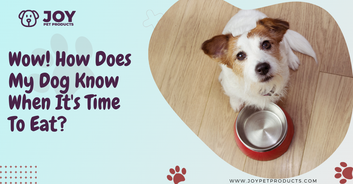 how does my dog know when its time to eat