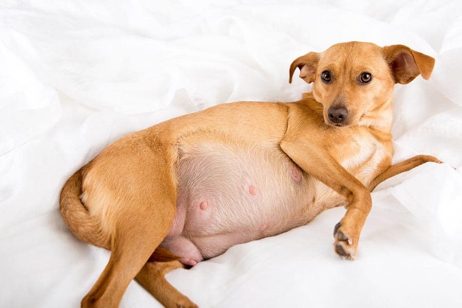 How To Treat Fleas And Worms In A Pregnant Dog