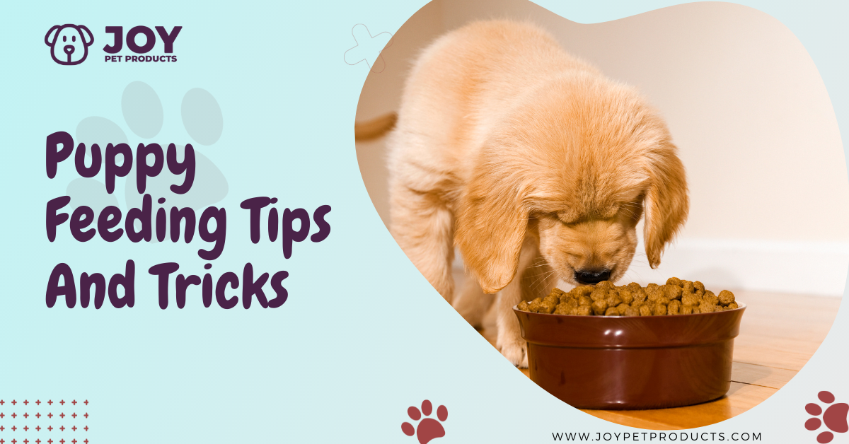 puppy feeding tips