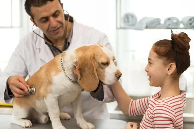 How To Prevent Urine Problems In Your Dog