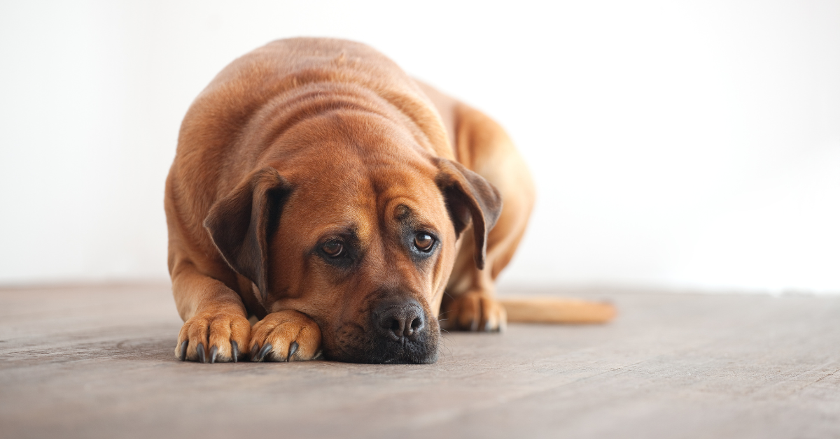 Can Dogs Get Food Poisoning?