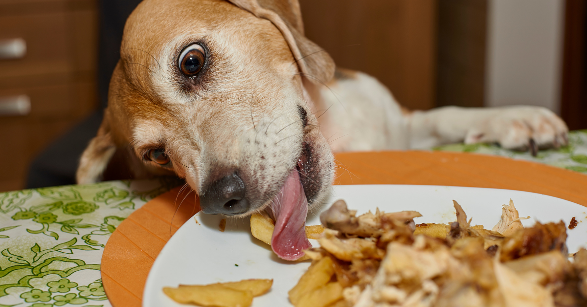 What to Do After Your Dog Eats Rotten Meat?