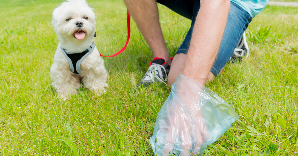 Why Does My Dog Eat Poop And How Do I Prevent It?