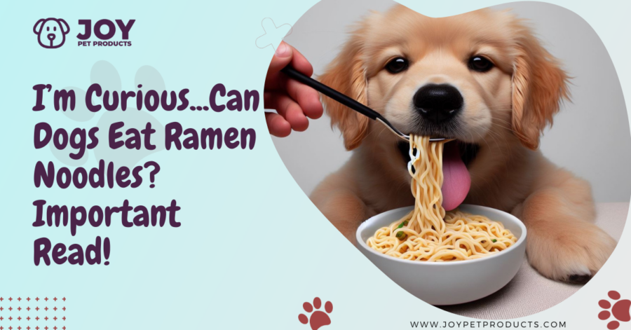 can dogs eat ramen noodles