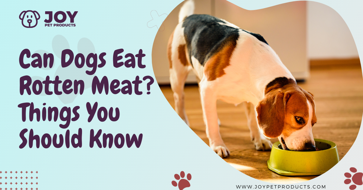 can dogs eat rotten meat
