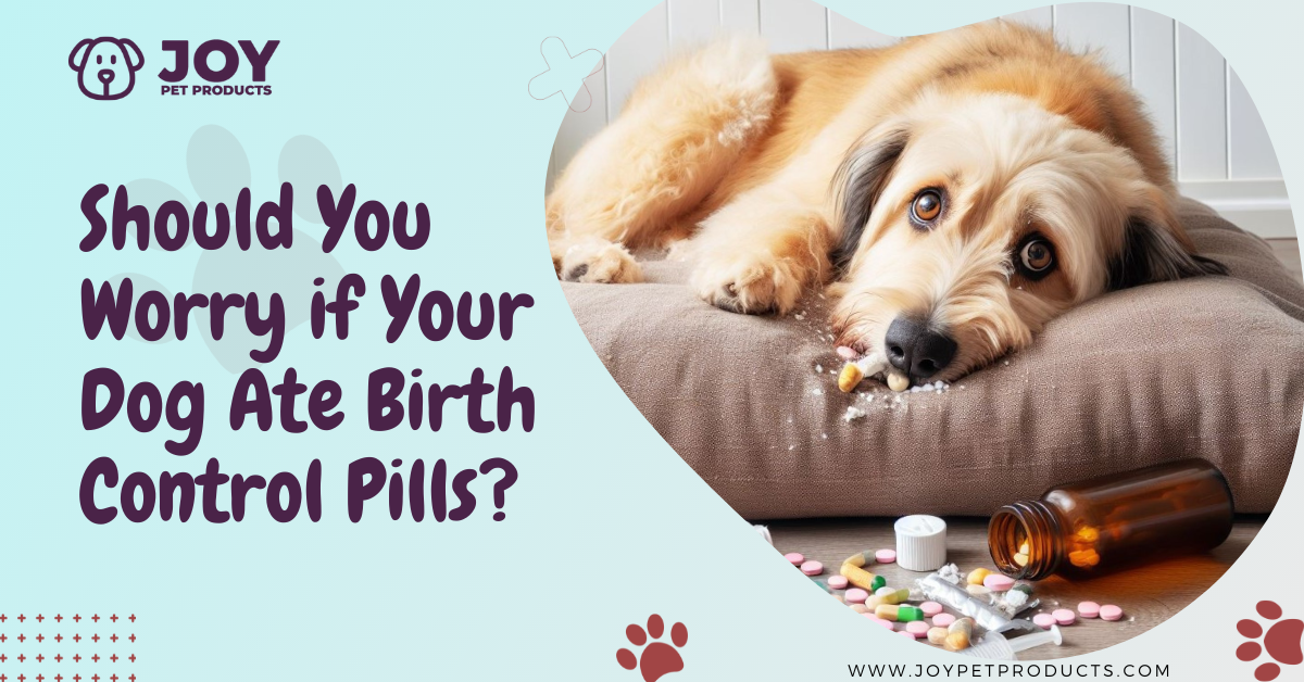 dog ate birth control