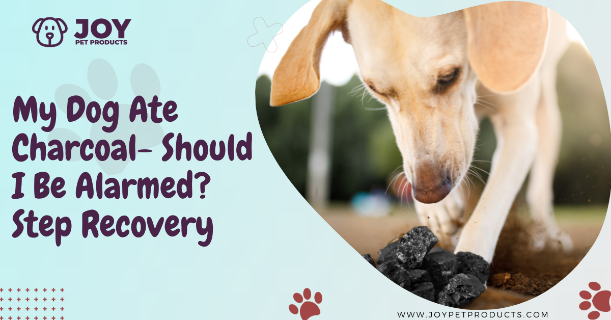 dog ate charcoal