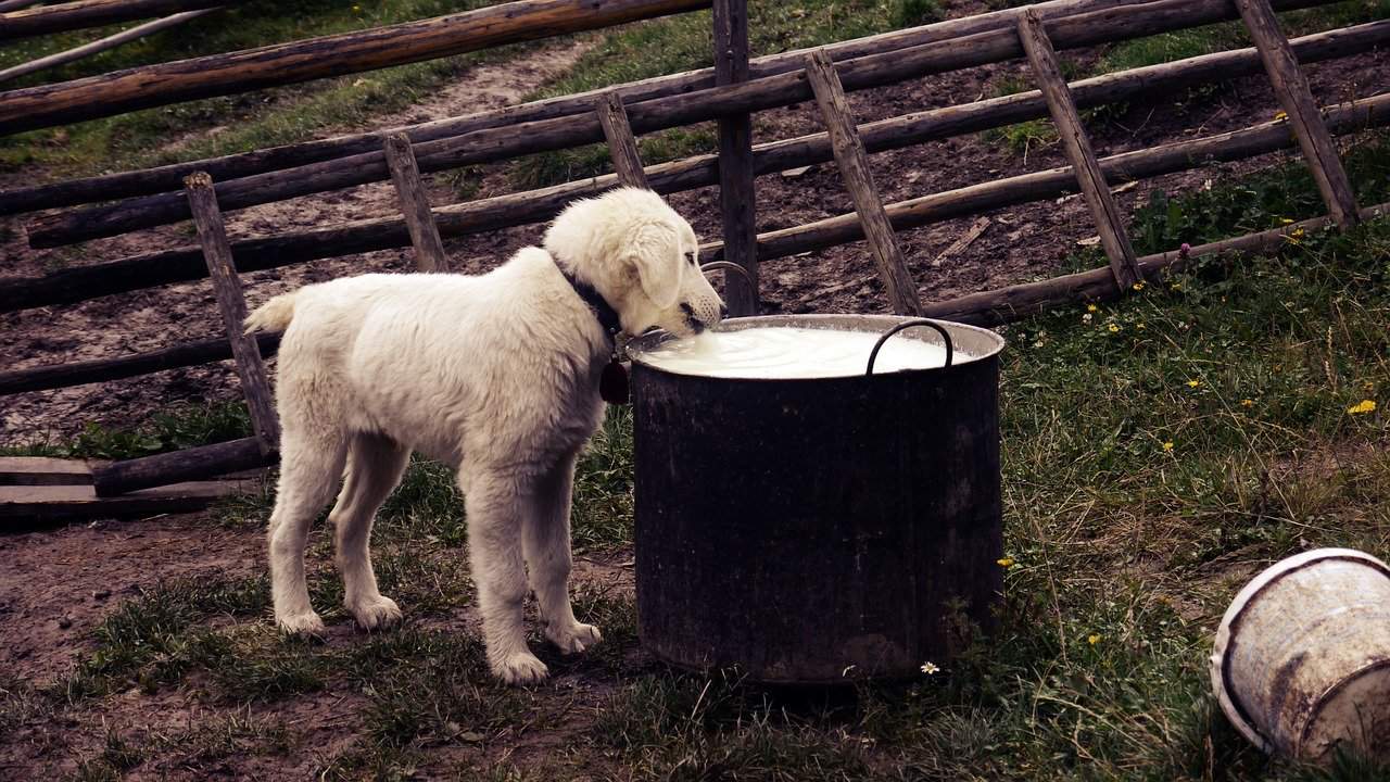 Dog Ate Babybel Wax? How To Make Sure It's Healthy | JoyPetProducts