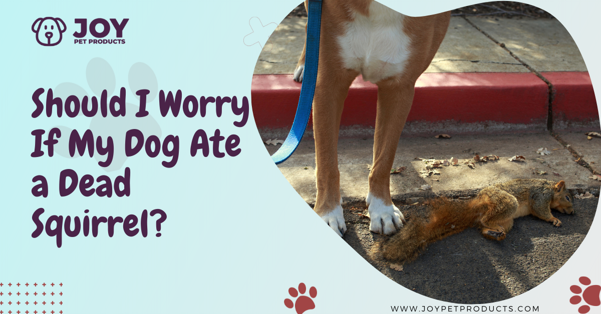 my dog ate a dead squirrel