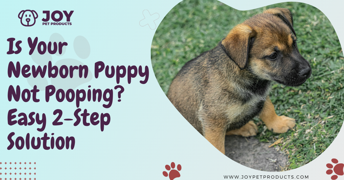 newborn puppy not pooping