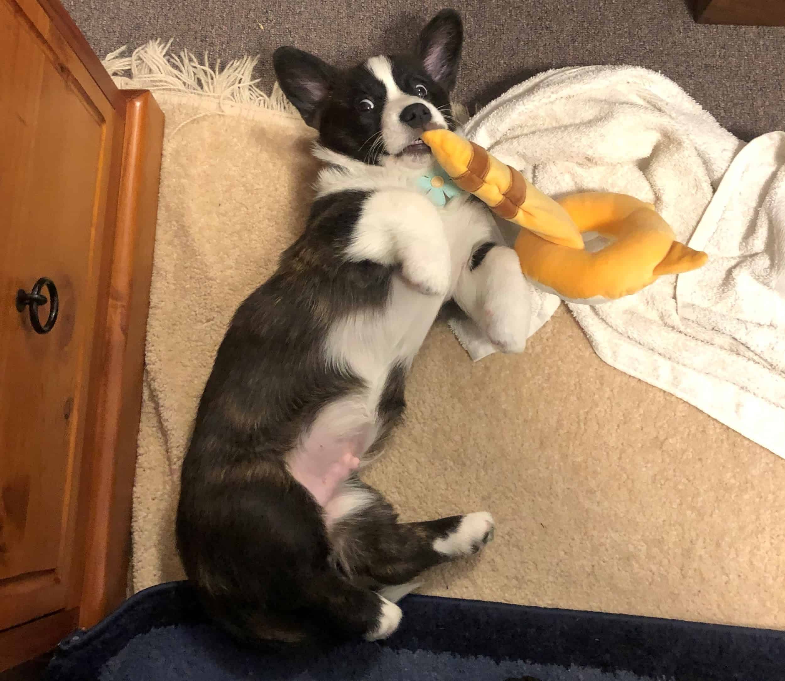 Ollie the puppy looking bewildered as he is caught in the act of chewing a toy out in the open