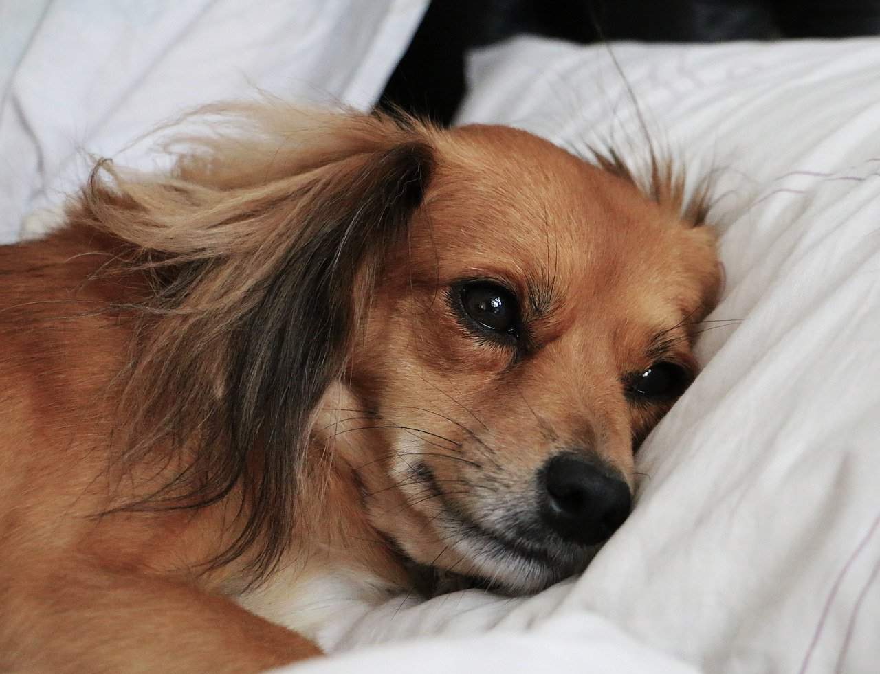 Sad dog lying in bed, looking on