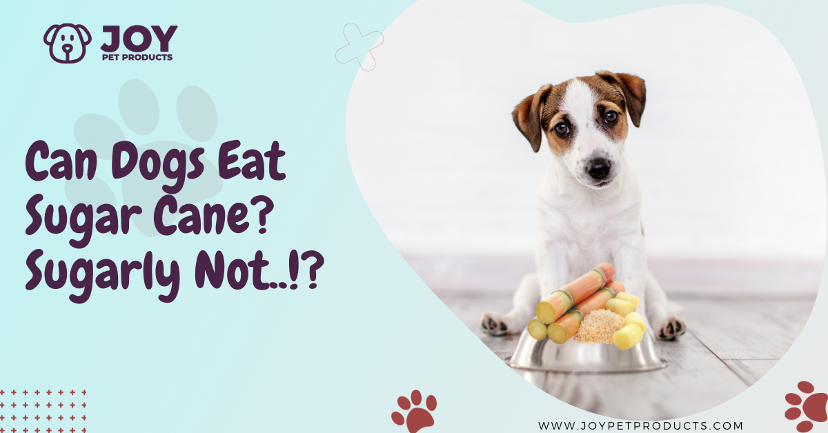 can dogs eat sugar cane