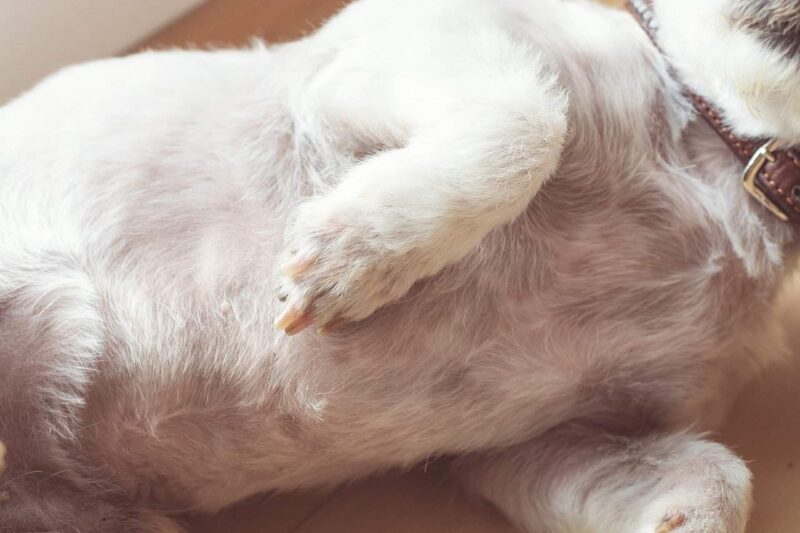 "Clean my inverted nipples, human."