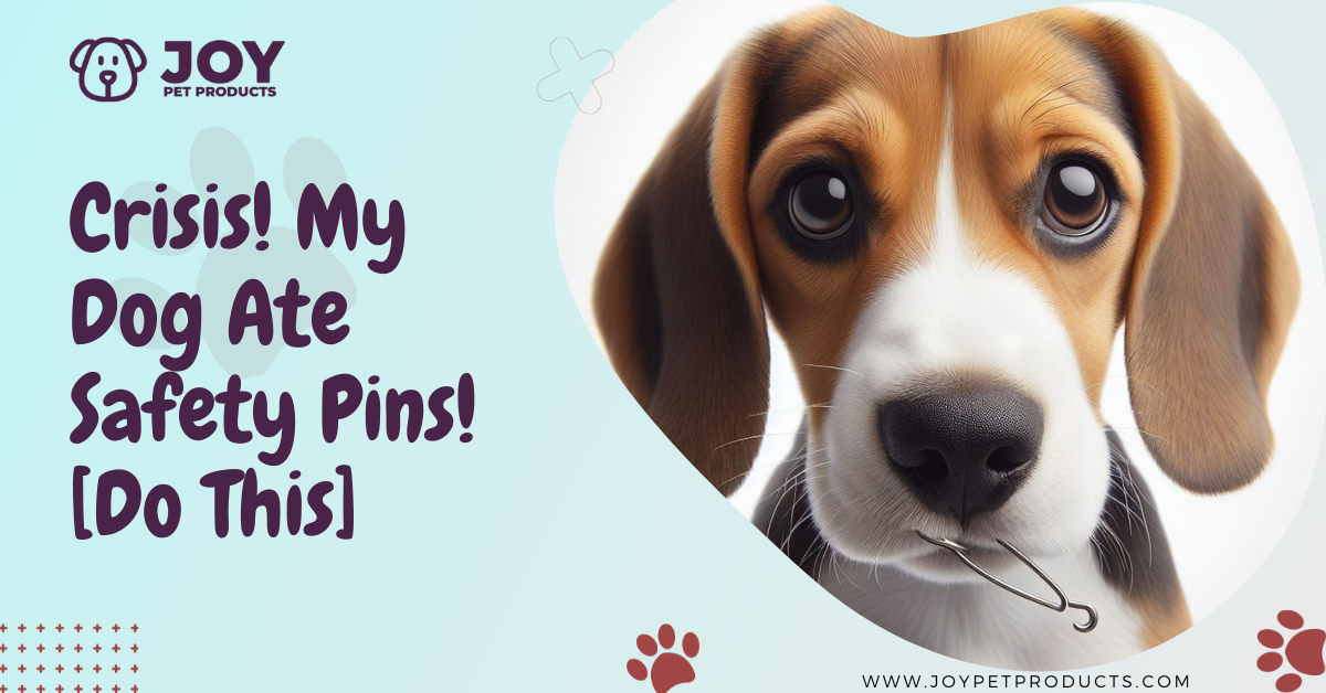 dog ate safety pin