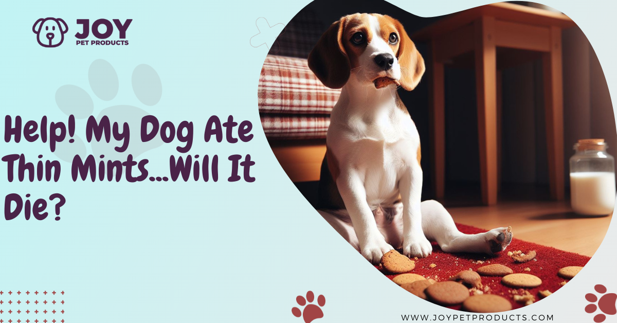 dog ate thin mints