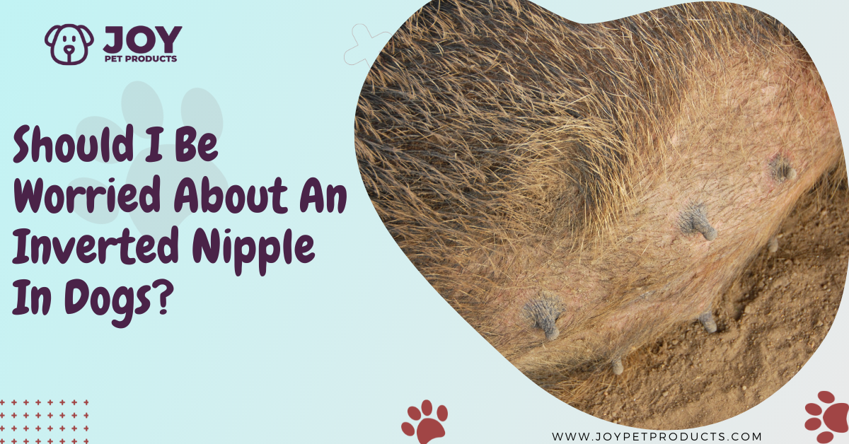 inverted nipple in dogs