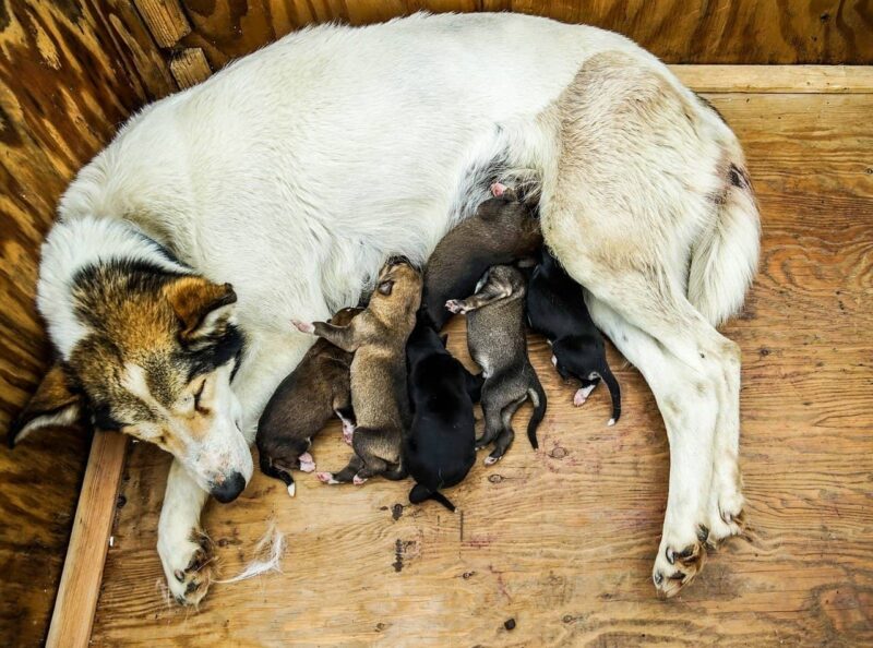 Mother dog nursing puppies