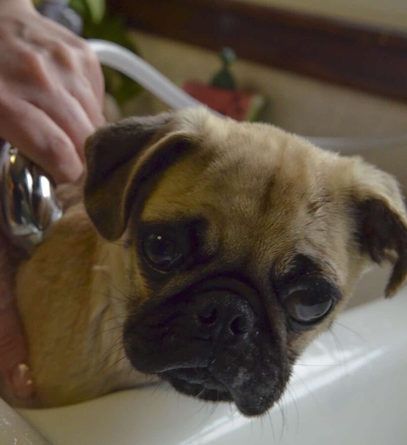Ways To Remove Dog Poop That Is Stuck
