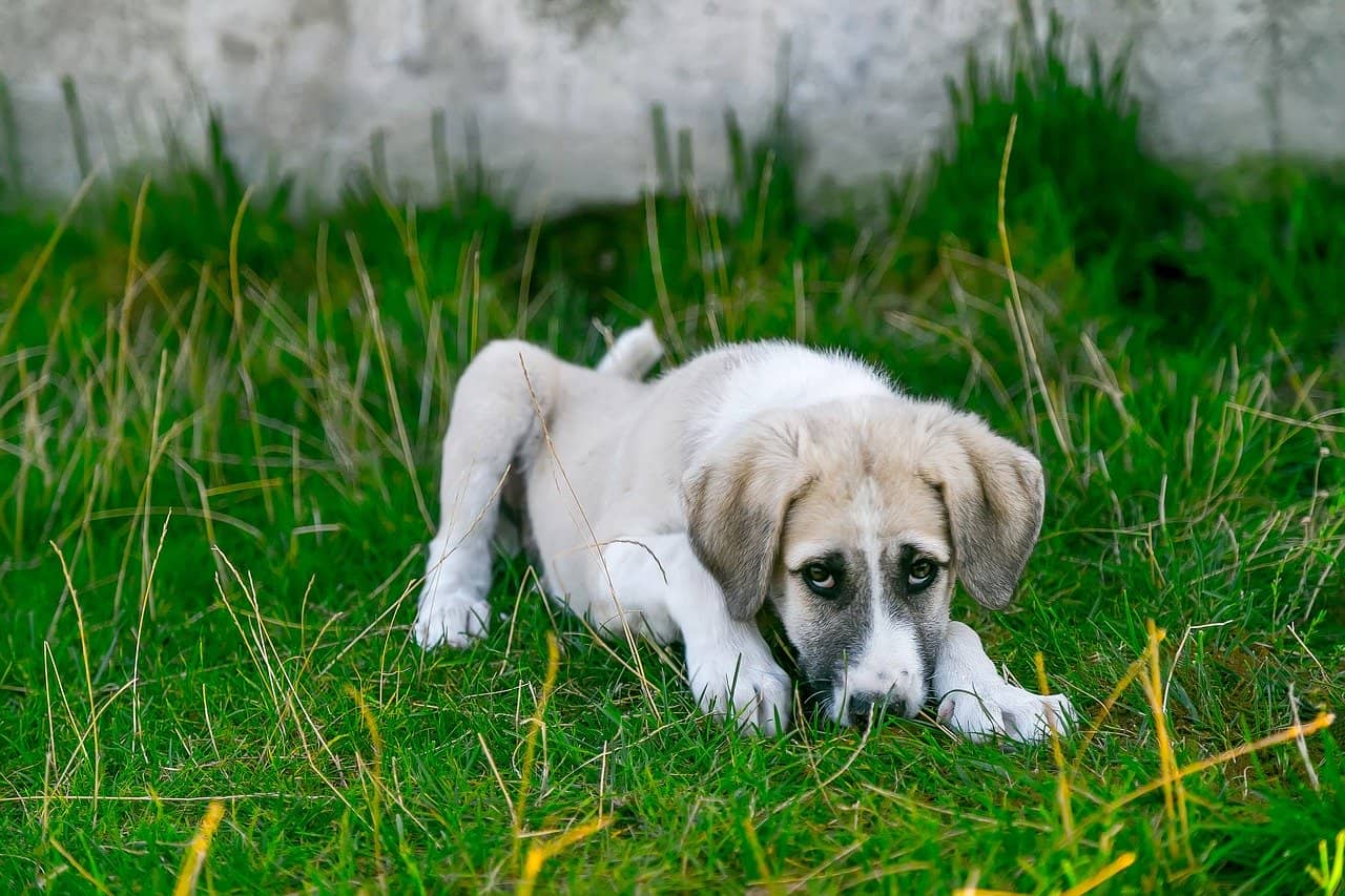 Sick-looking dog