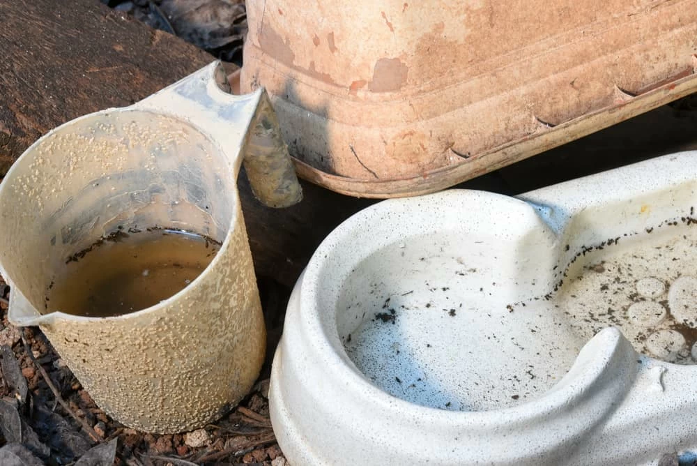 Oh No! Little Black Worms In My Dog�s Water Dish