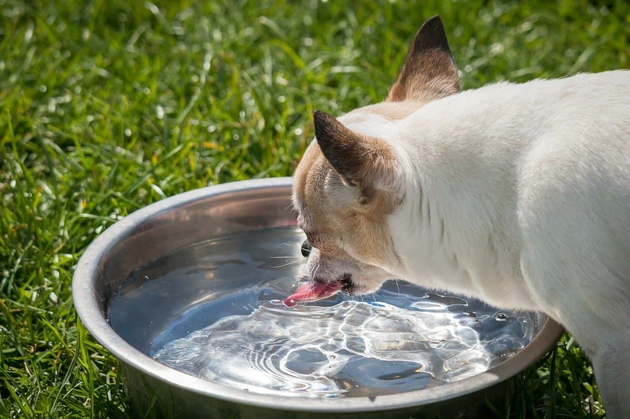 Oh No! Little Black Worms In My Dog's Water Dish! | JoyPetProducts