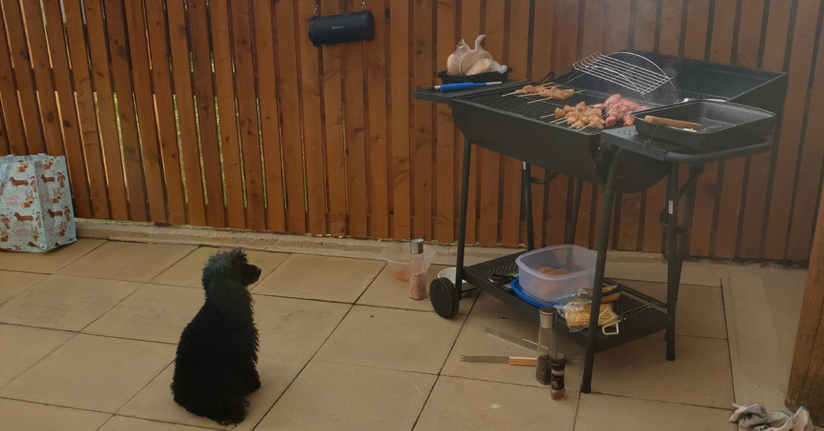 Can Dogs Have Polish Sausage The Possible Benefit Of Kielbasa