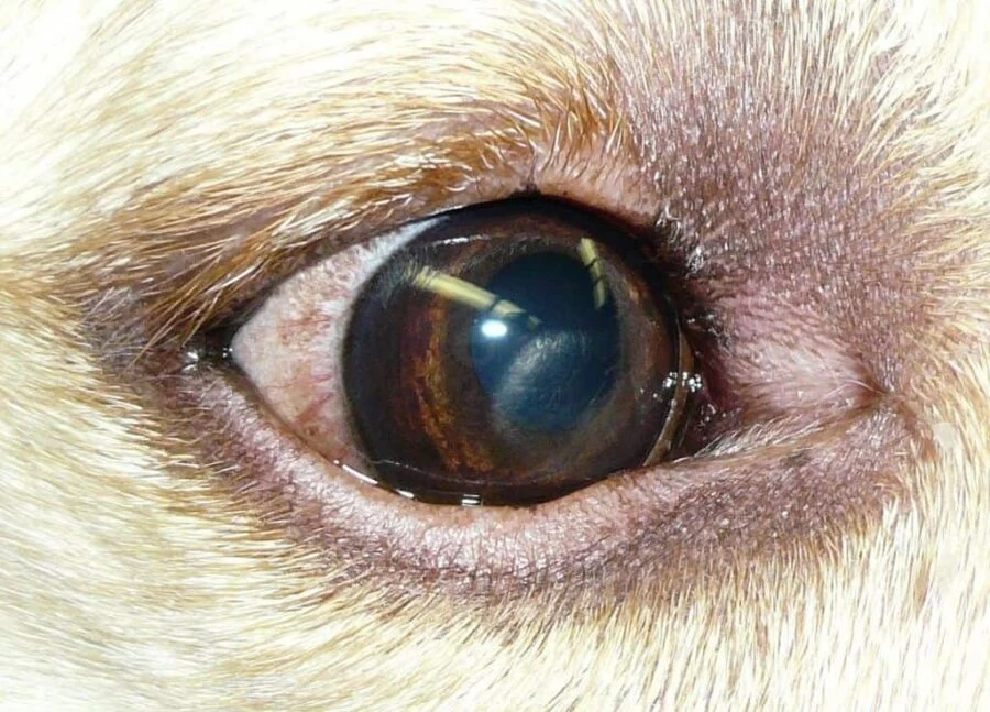 Canine corneal dystrophy