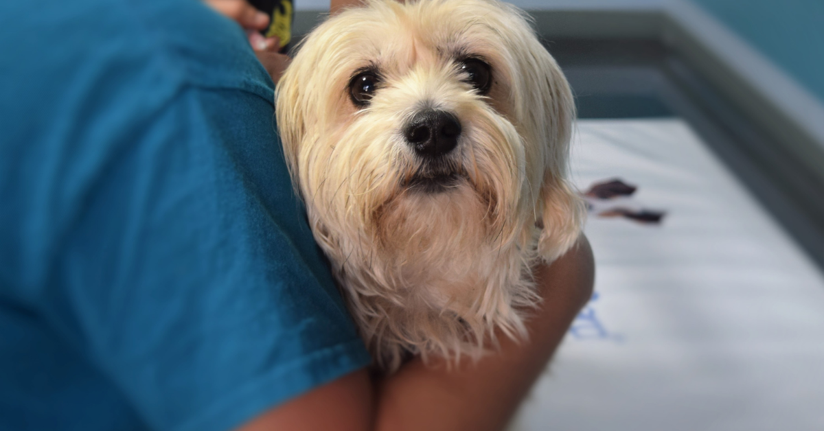 My Dog Ate Excedrin- Symptoms