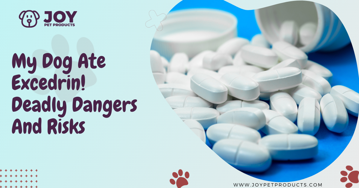 dog ate excedrin