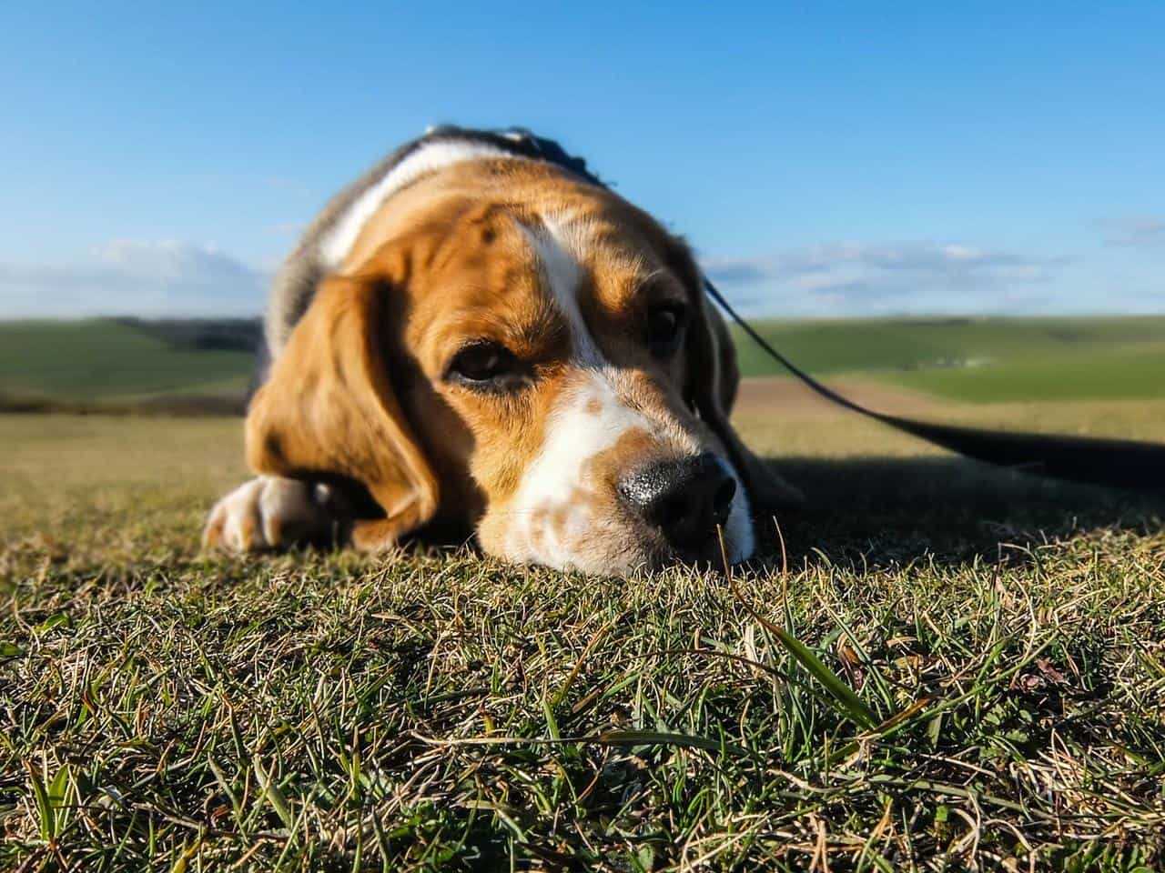 Will Combat Roach Bait Hurt My Dog? A Concealed Danger