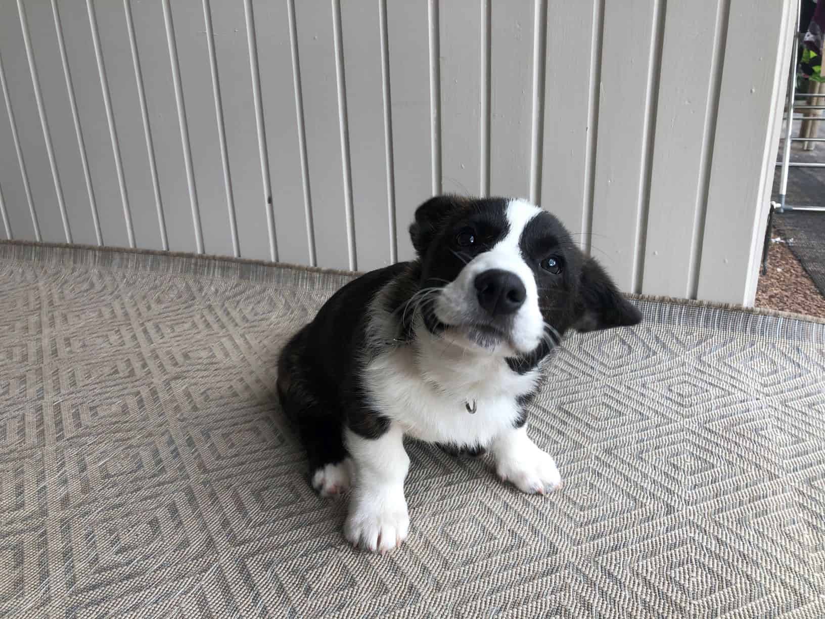 My dog keeps hiccuping and swallowing- What do I do?