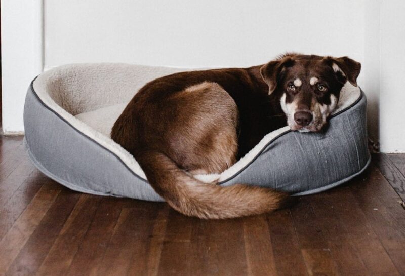 How Can I Make My Dog Feel Better After Shots?