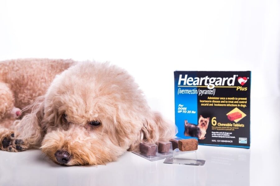 How long does it take a dog to digest Heartgard ?