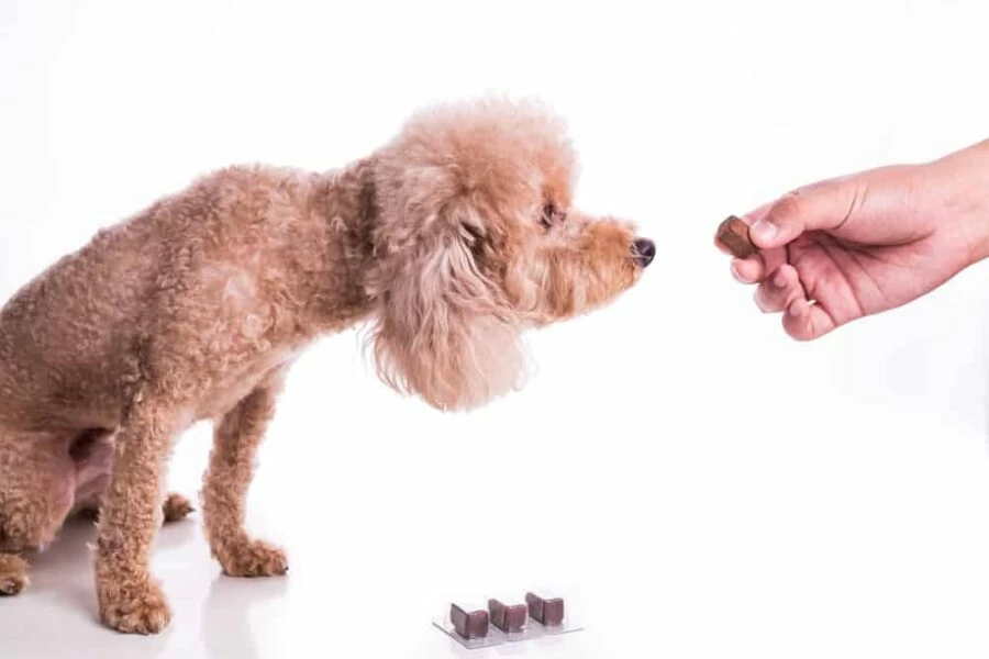 Hand feeding dog heartworm pills