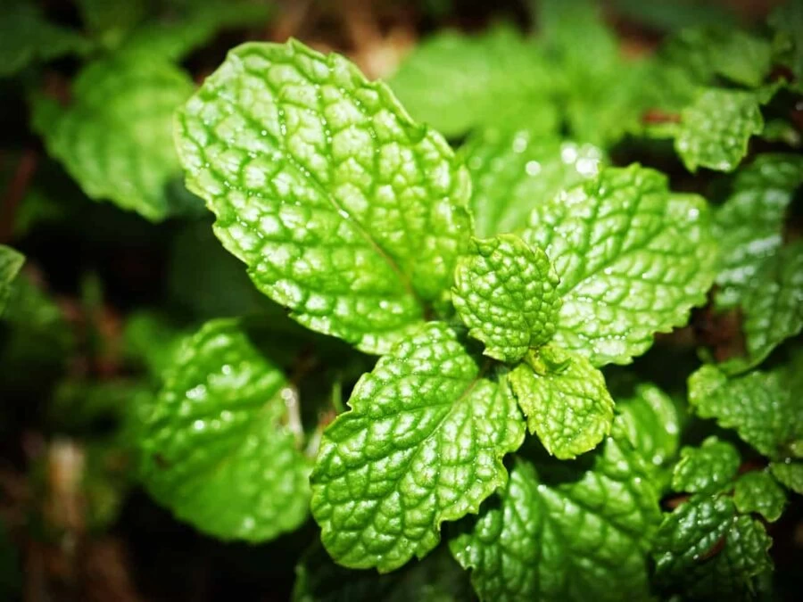 Green peppermint plant leaf