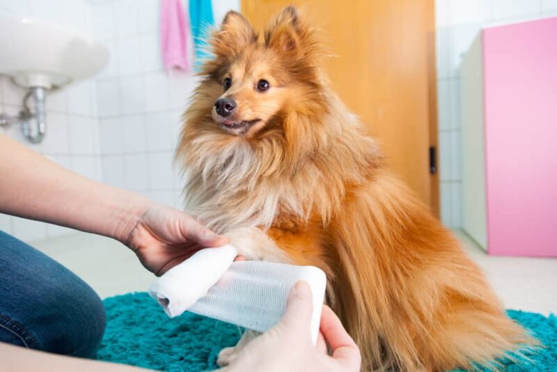 Shetland sheepdog paw being wrapped