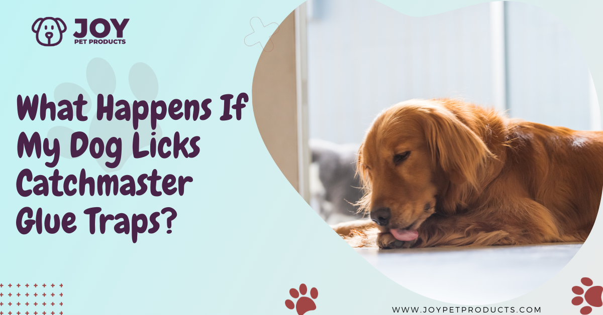 what happens if dog licks catchmaster glue traps